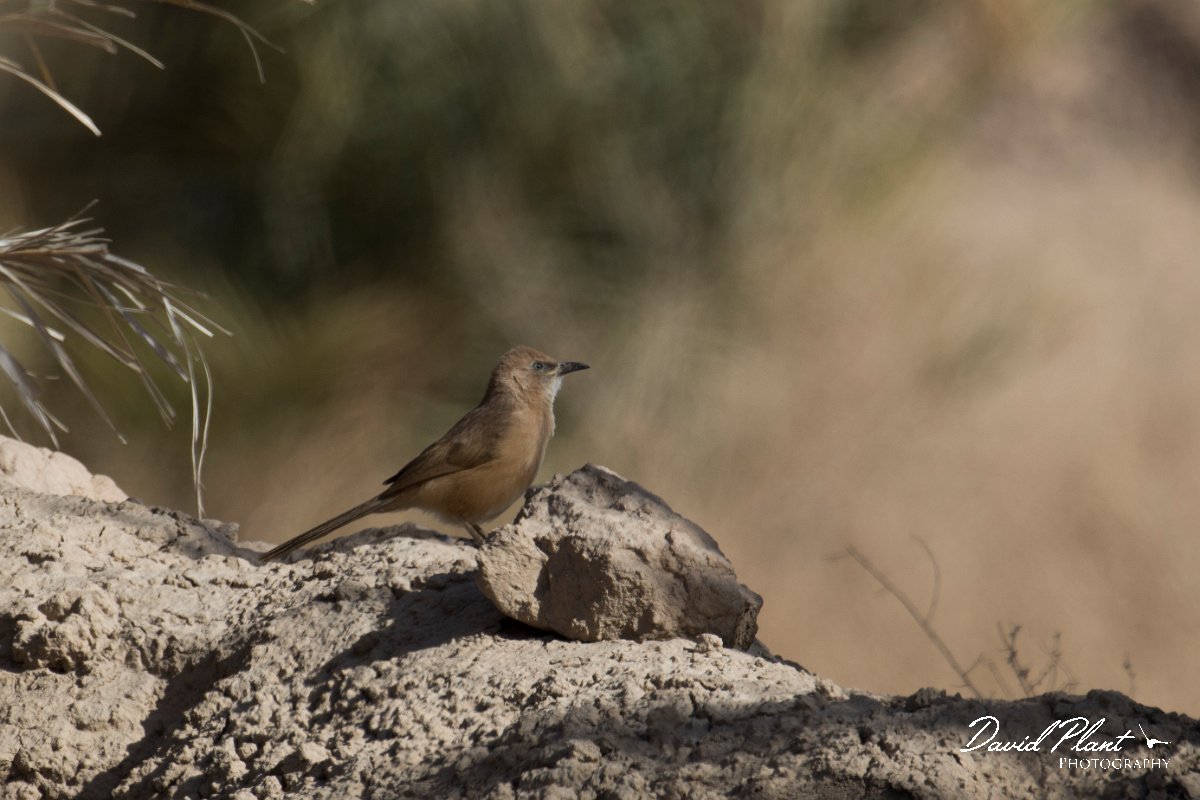 DPPhotography - Morocco - Fulvous babbler - A.jpg - Fulvous babbler - Sahara Desert, Morocco