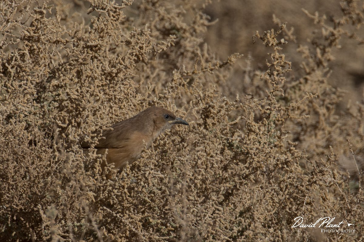 DPPhotography - Morocco - Fulvous babbler - C.jpg - Fulvous babbler - Sahara Desert, Morocco