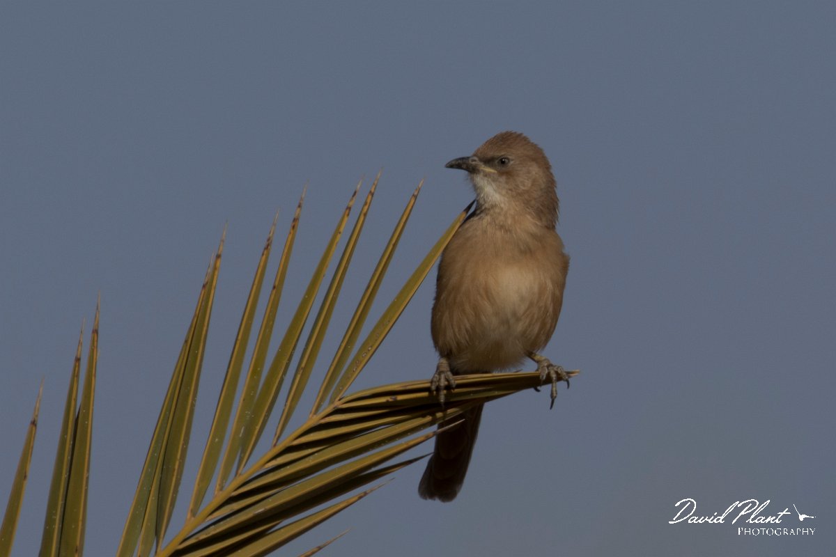 DPPhotography - Morocco - Fulvous babbler - D.jpg - Fulvous babbler - Sahara Desert, Morocco