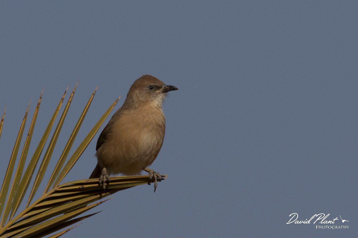 DPPhotography - Morocco - Fulvous babbler - E.jpg - Fulvous babbler - Sahara Desert, Morocco