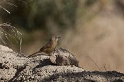 DPPhotography - Morocco - Fulvous babbler - A