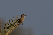 DPPhotography - Morocco - Fulvous babbler - B