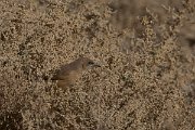DPPhotography - Morocco - Fulvous babbler - C