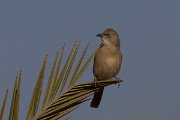 DPPhotography - Morocco - Fulvous babbler - D