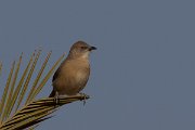DPPhotography - Morocco - Fulvous babbler - E