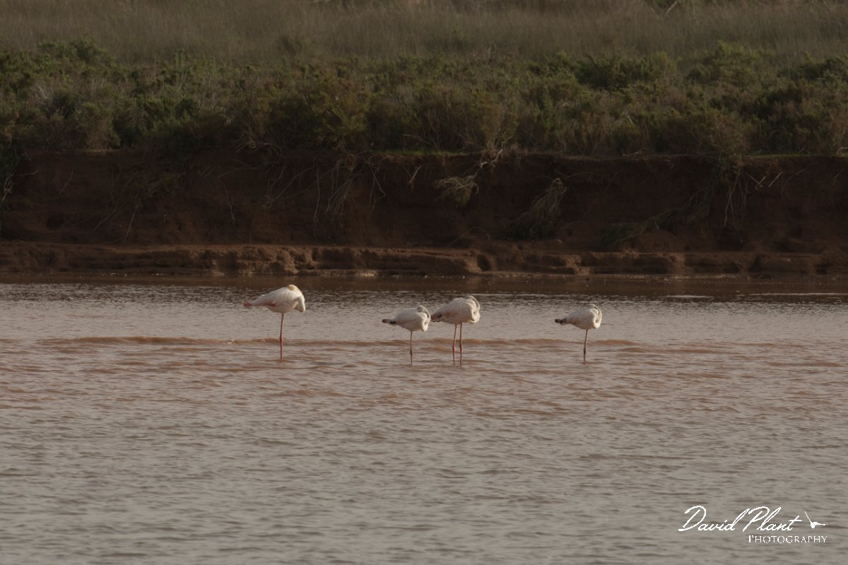 DPPhotography - Morocco - Greater flamingo - A.jpg - Greater flamingo - Sous Estuary, Morocco