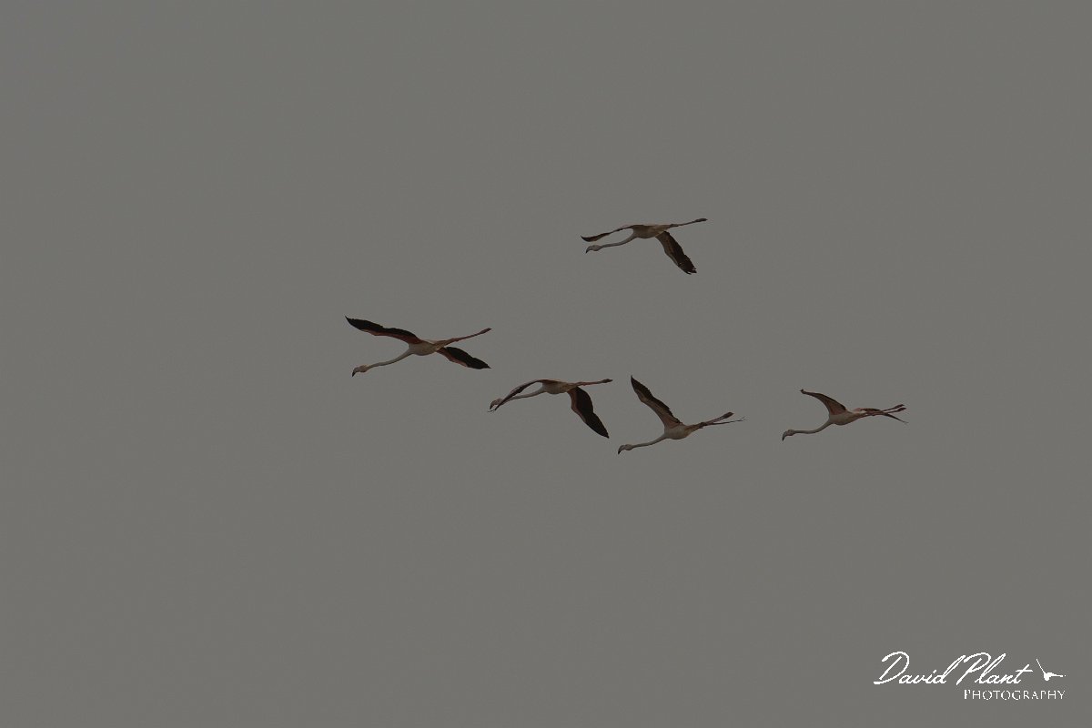DPPhotography - Morocco - Greater flamingo - B.jpg - Greater flamingo - Sous Estuary, Morocco
