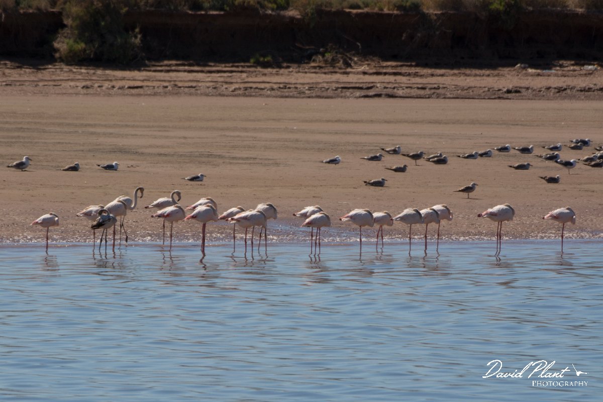 David Plant Photography - Wildlife Photography - Greater flamingo - A.jpg - Greater flamingo - Sous Estuary, Morocco