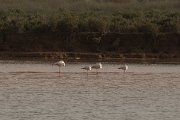 DPPhotography - Morocco - Greater flamingo - A