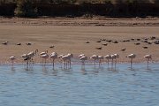 David Plant Photography - Wildlife Photography - Greater flamingo - A