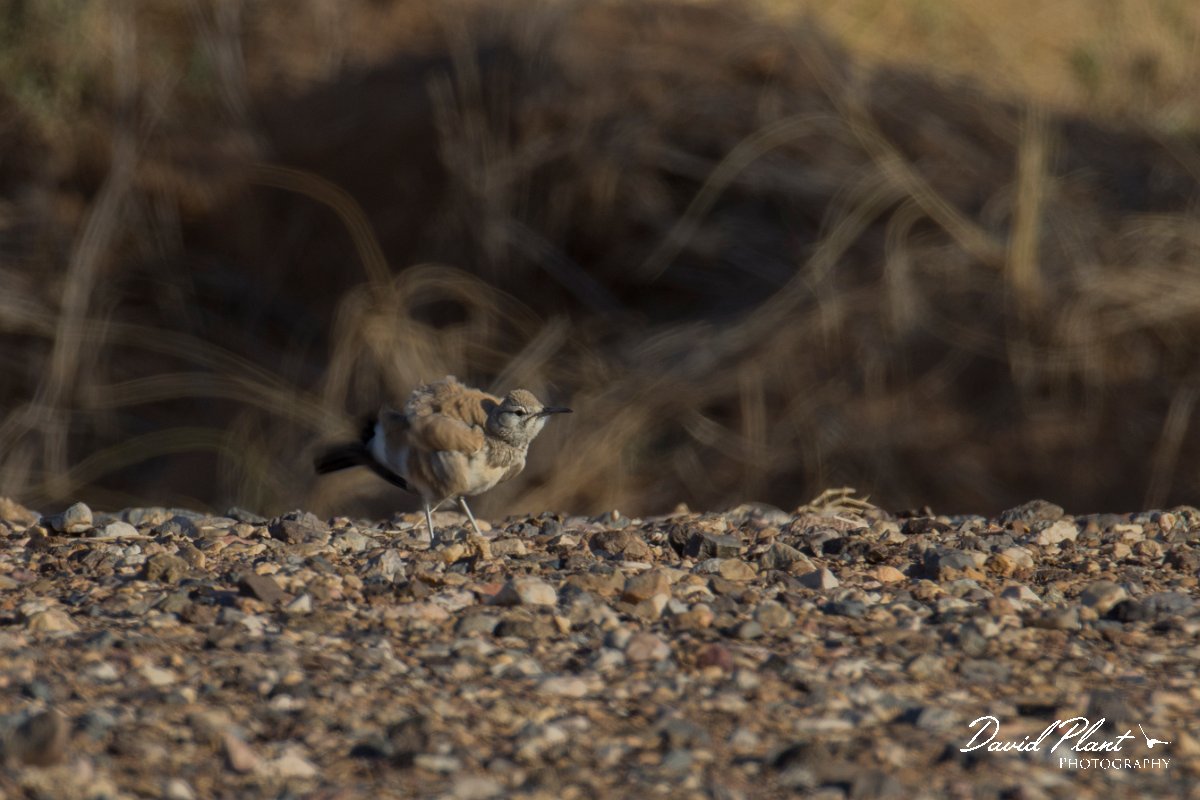 DPPhotography - Morocco - Hoopoe-lark - B.jpg - Hoopoe lark - Sahara Desert, Morocco