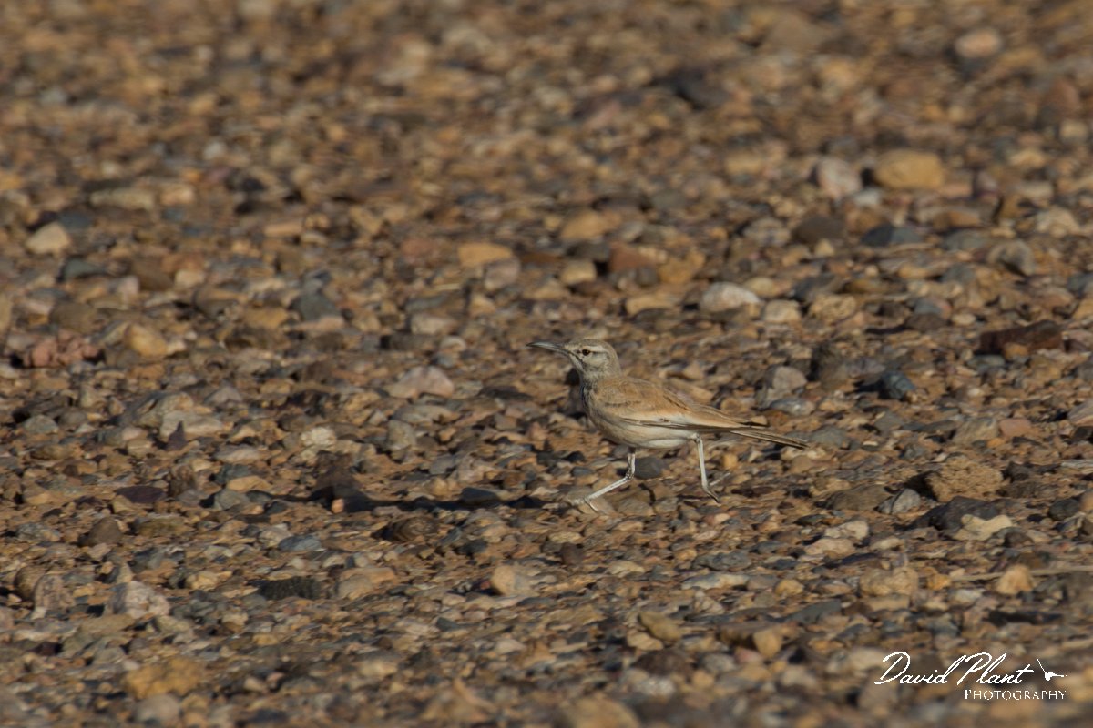DPPhotography - Morocco - Hoopoe-lark - C.jpg - Hoopoe lark - Sahara Desert, Morocco