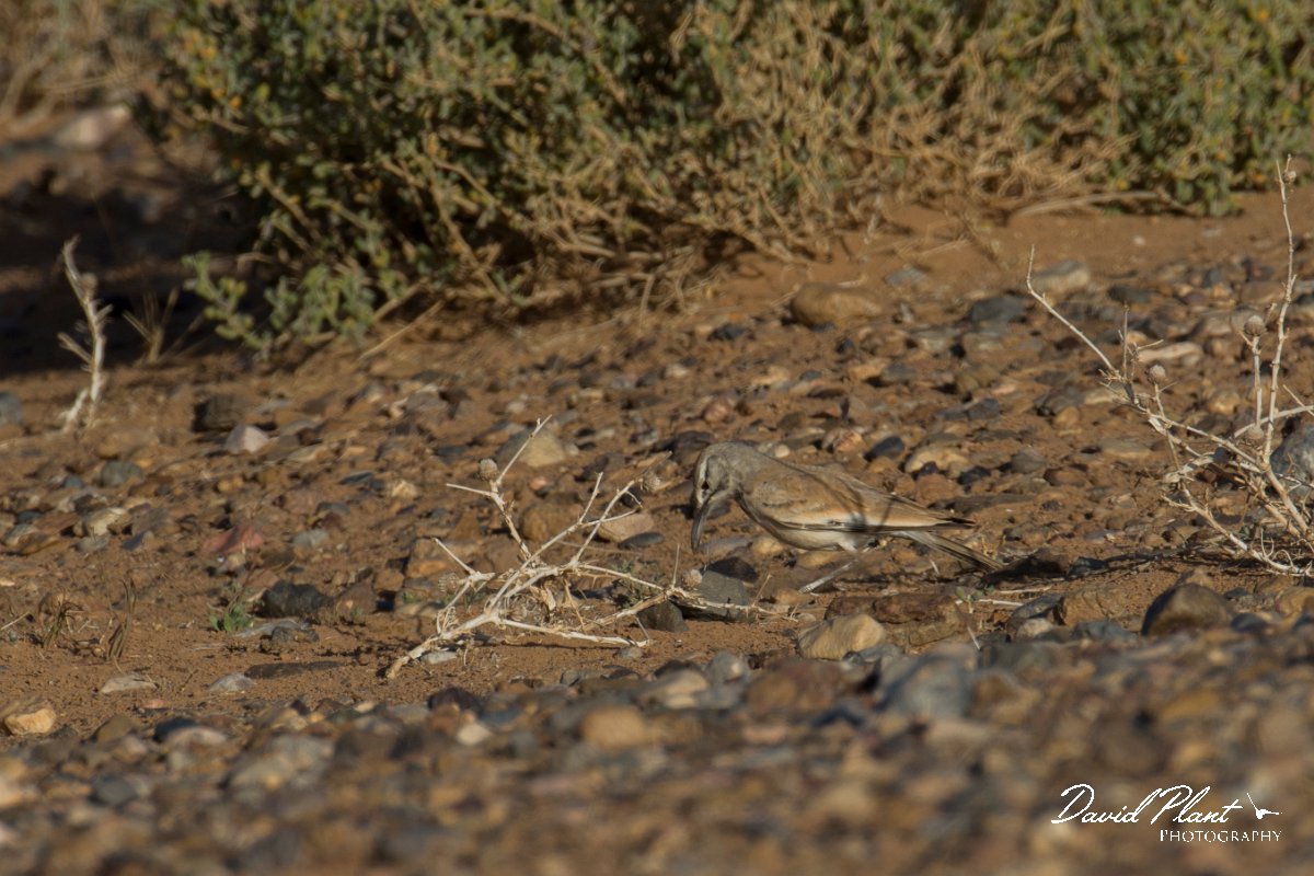 DPPhotography - Morocco - Hoopoe-lark - D.jpg - Hoopoe lark - Sahara Desert, Morocco