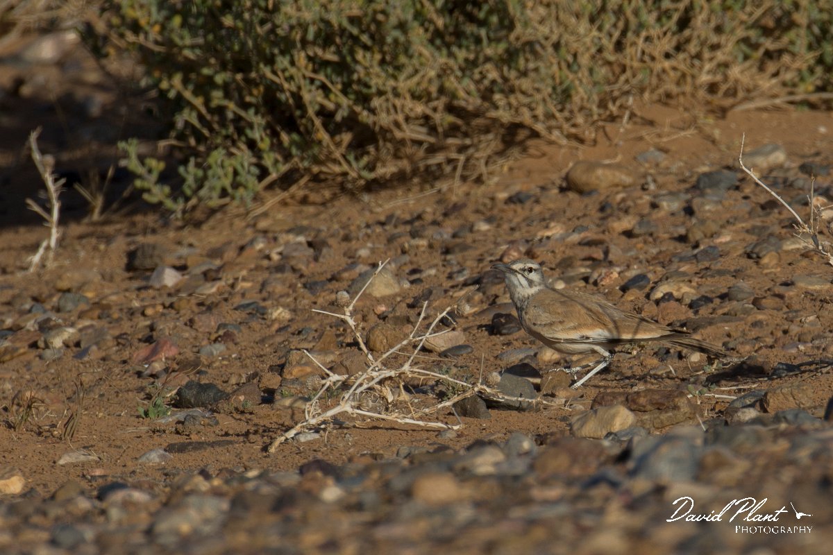 DPPhotography - Morocco - Hoopoe-lark - E.jpg - Hoopoe lark - Sahara Desert, Morocco