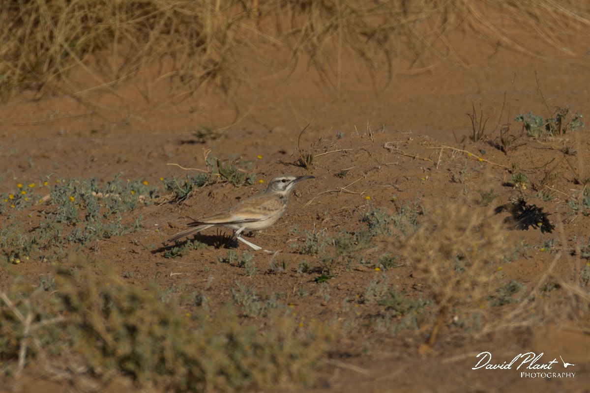 DPPhotography - Morocco - Hoopoe-lark - F.jpg - Hoopoe lark - Sahara Desert, Morocco