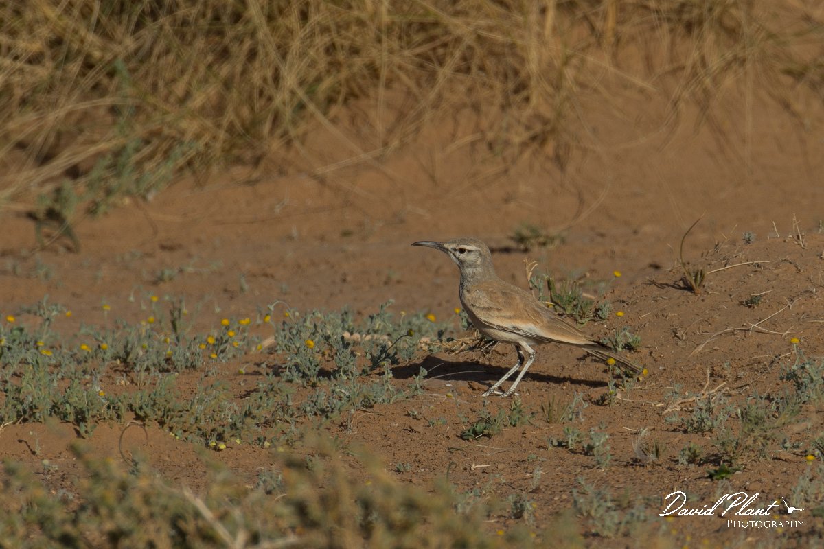 DPPhotography - Morocco - Hoopoe-lark - G.jpg - Hoopoe lark - Sahara Desert, Morocco