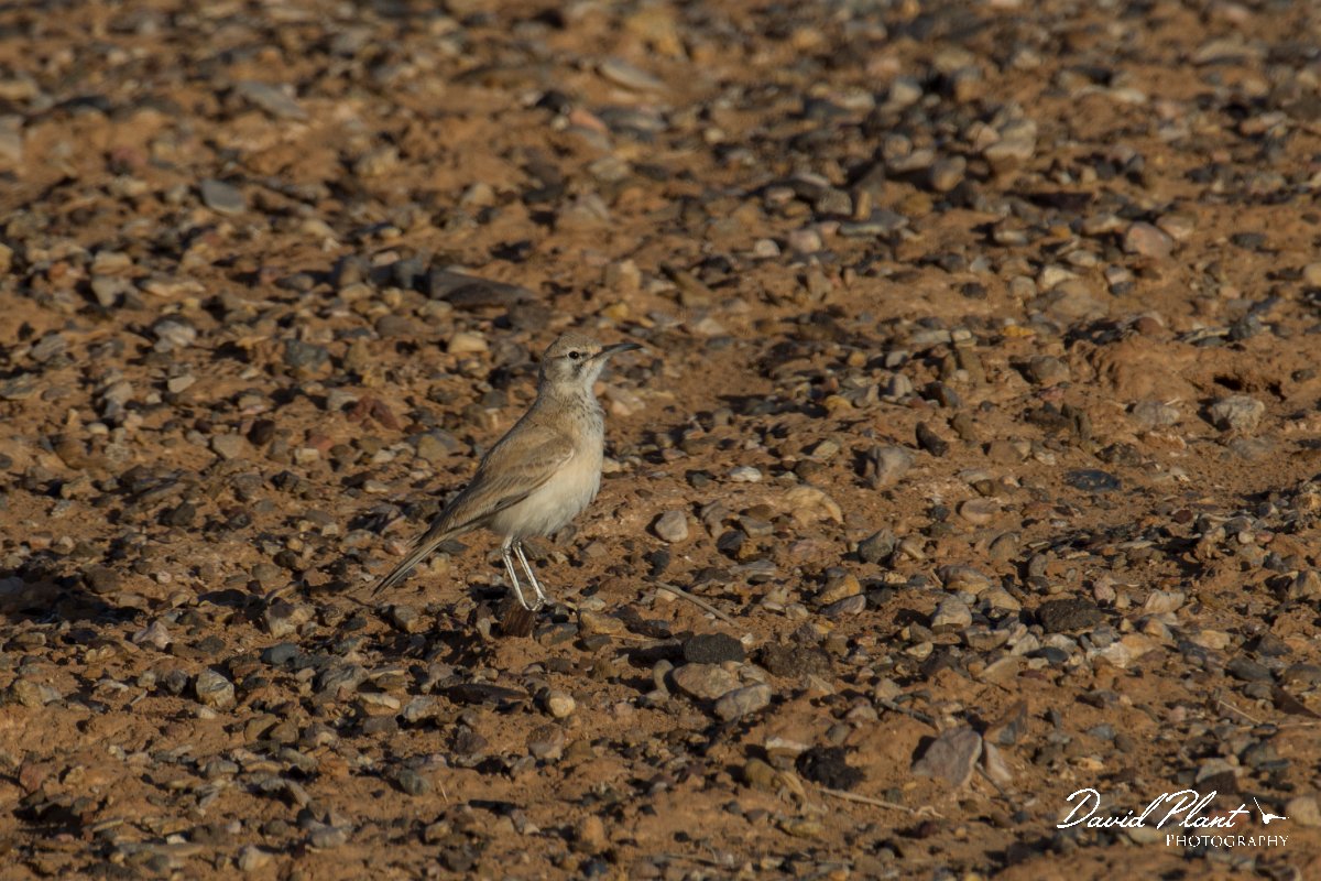 DPPhotography - Morocco - Hoopoe-lark - H.jpg - Hoopoe lark - Sahara Desert, Morocco