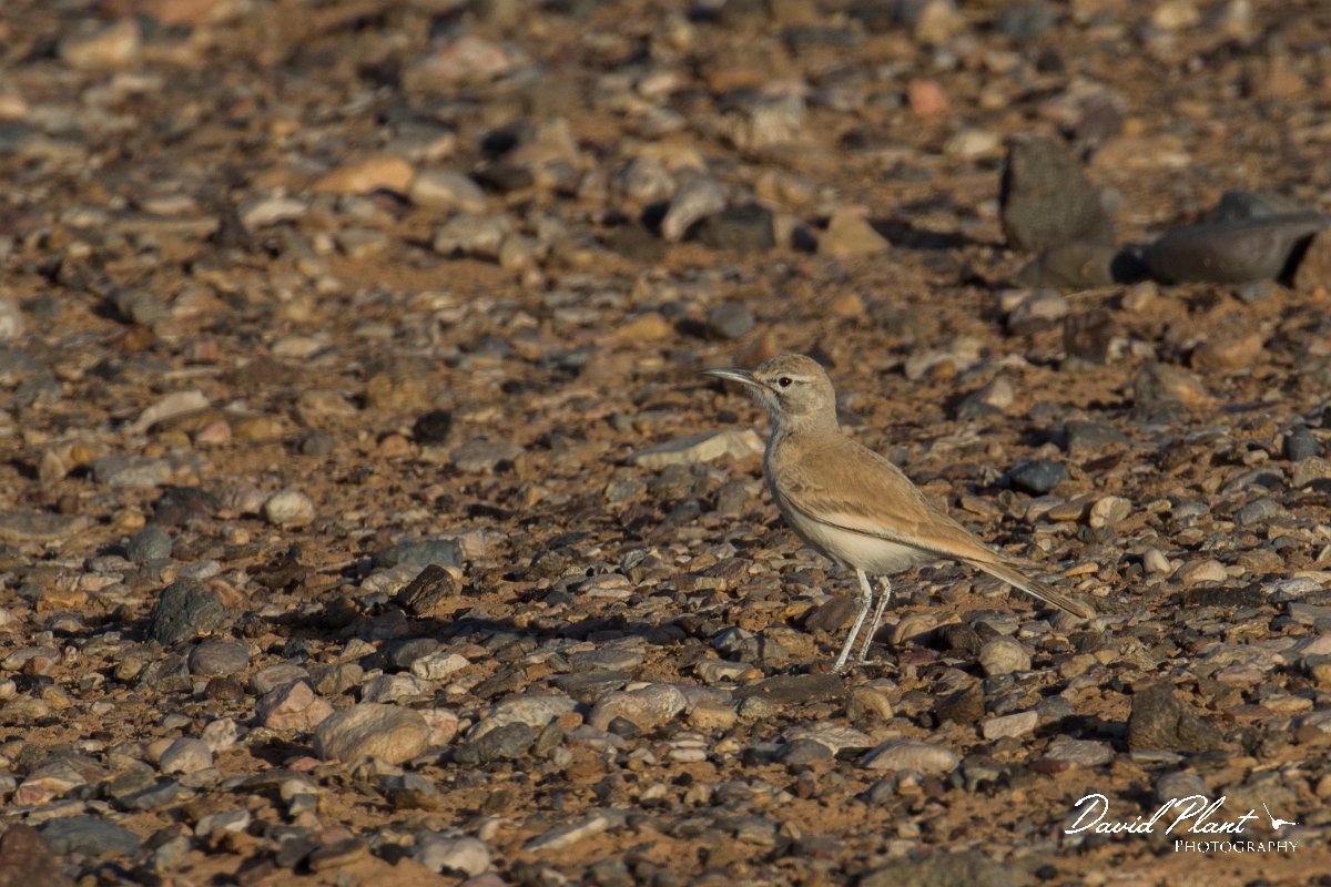DPPhotography - Morocco - Hoopoe-lark - I.jpg - Hoopoe lark - Sahara Desert, Morocco