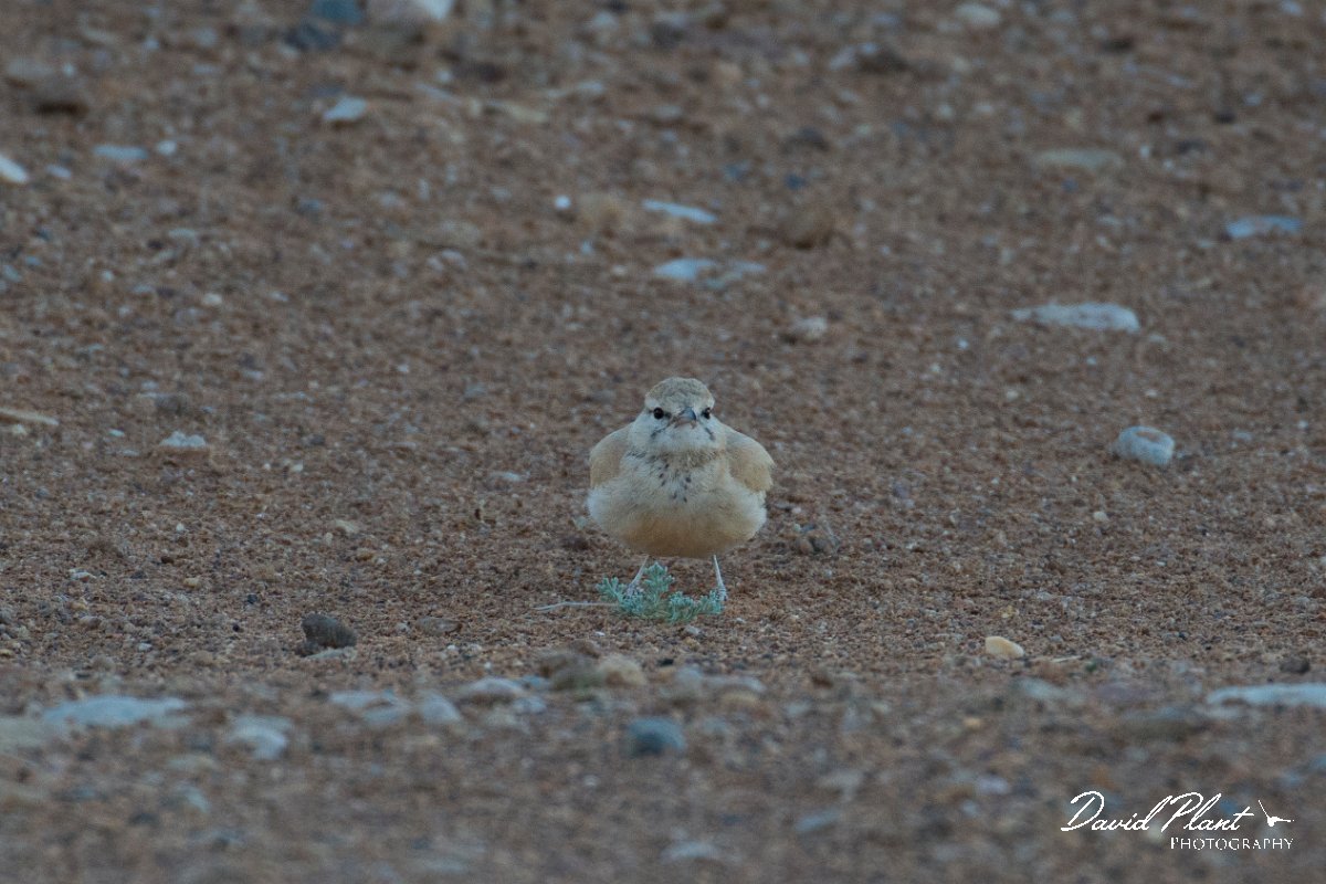DPPhotography - Morocco - Hoopoe-lark - J.jpg - Hoopoe lark - Sahara Desert, Morocco