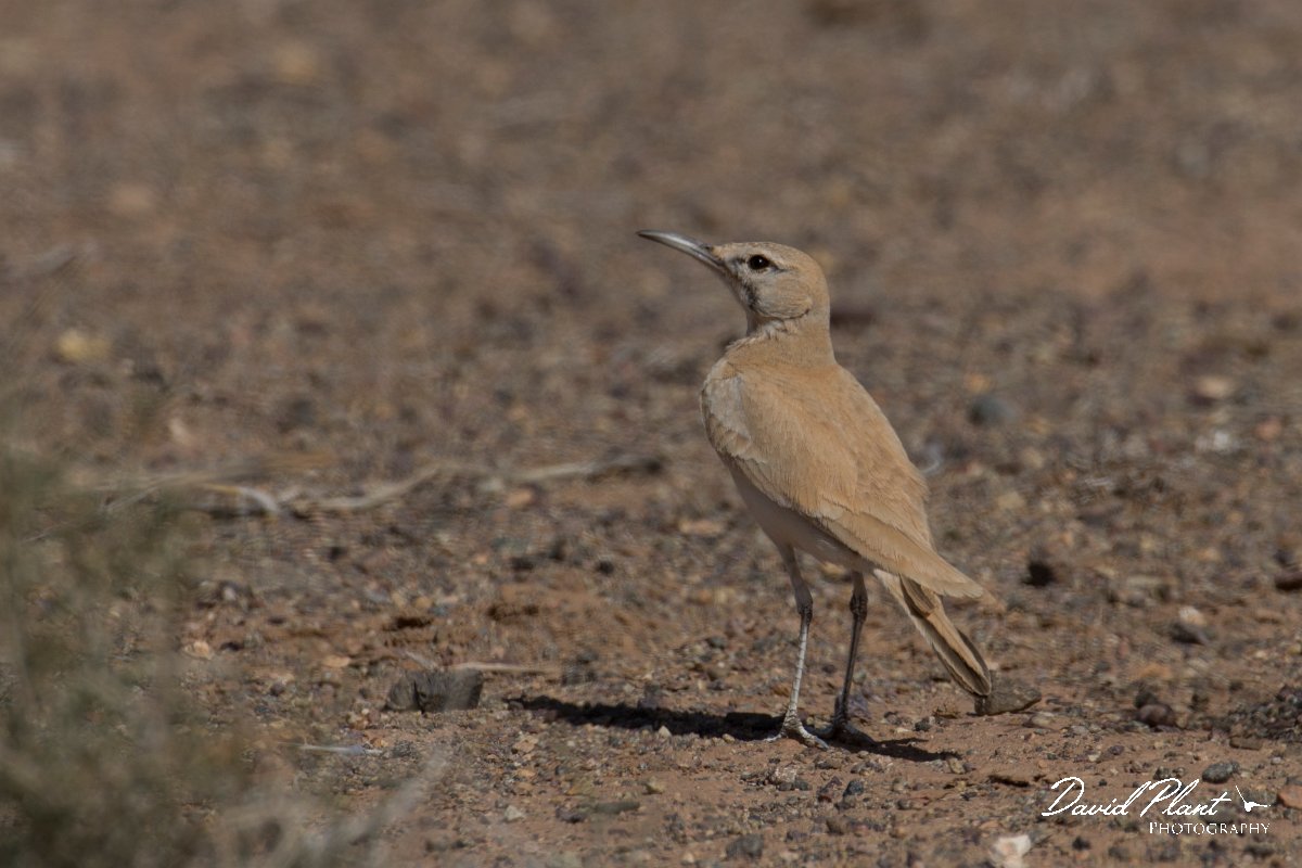 DPPhotography - Morocco - Hoopoe-lark - K.jpg - Hoopoe lark - Oued Rheris, Morocco