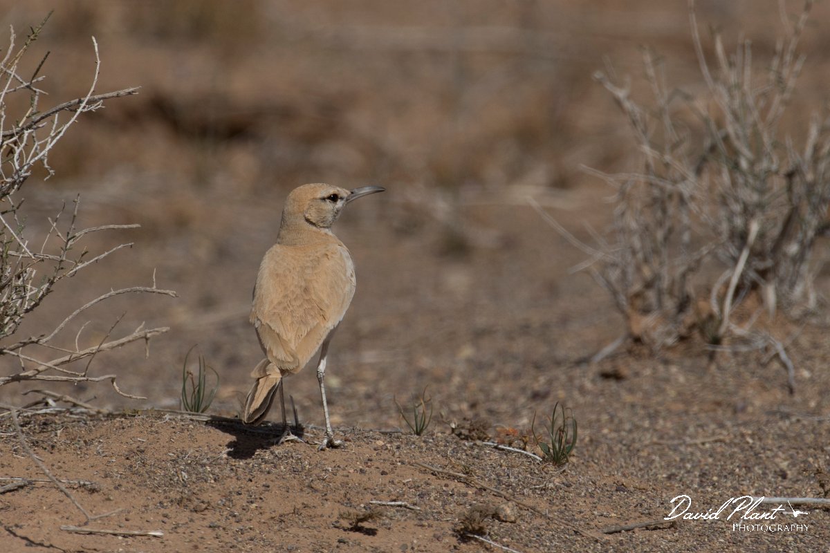 DPPhotography - Morocco - Hoopoe-lark - L.jpg - Hoopoe lark - Oued Rheris, Morocco