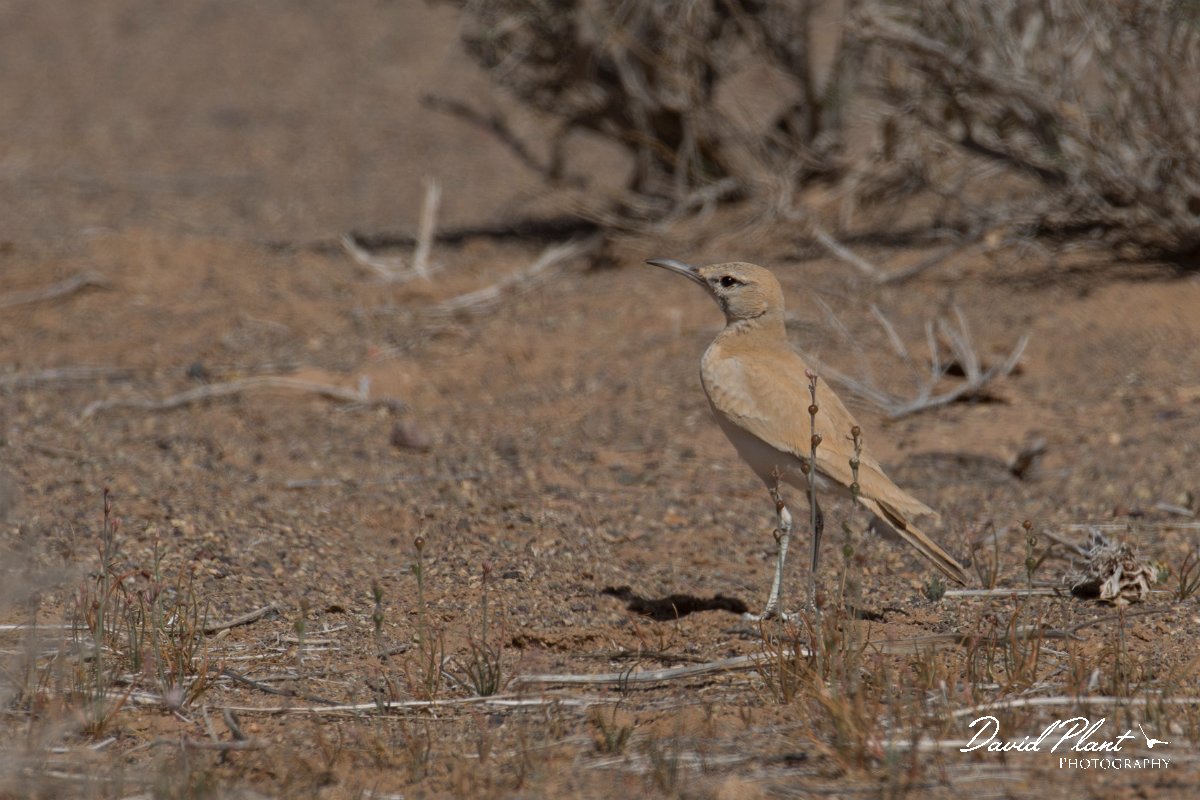 DPPhotography - Morocco - Hoopoe-lark - M.jpg - Hoopoe lark - Oued Rheris, Morocco