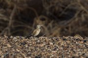DPPhotography - Morocco - Hoopoe-lark - A