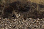 DPPhotography - Morocco - Hoopoe-lark - B
