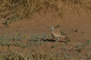 DPPhotography - Morocco - Hoopoe-lark - G