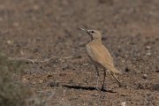 DPPhotography - Morocco - Hoopoe-lark - K