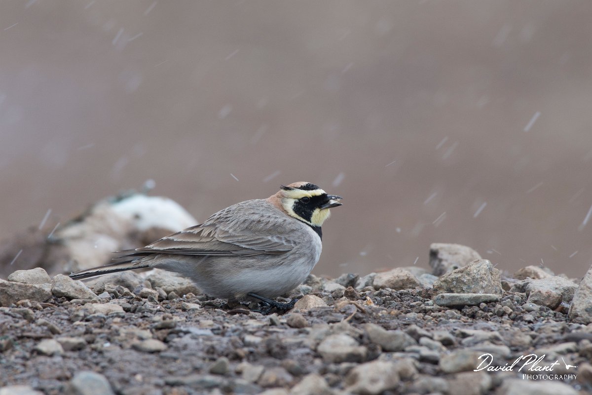 DPPhotography - Morocco - Horned lark - A.jpg - Horned lark - Oukaimeden ski area, Morocco