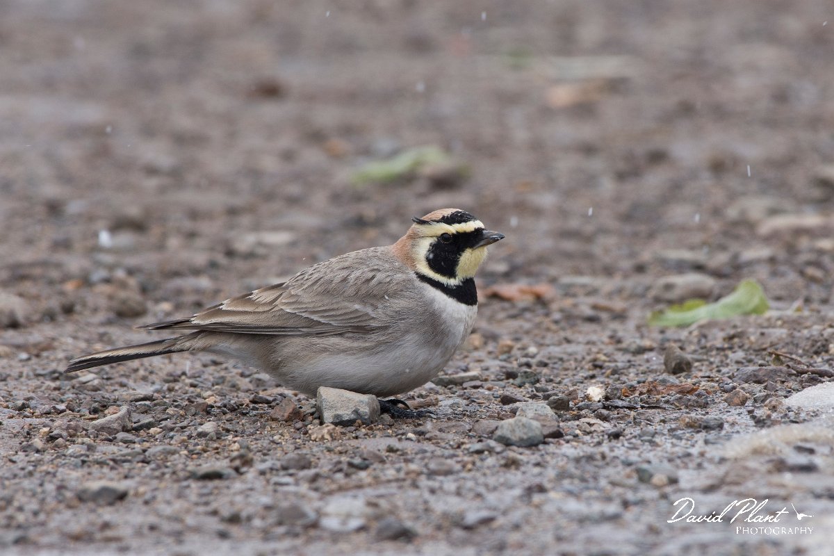 DPPhotography - Morocco - Horned lark - B.jpg - Horned lark - Oukaimeden ski area, Morocco