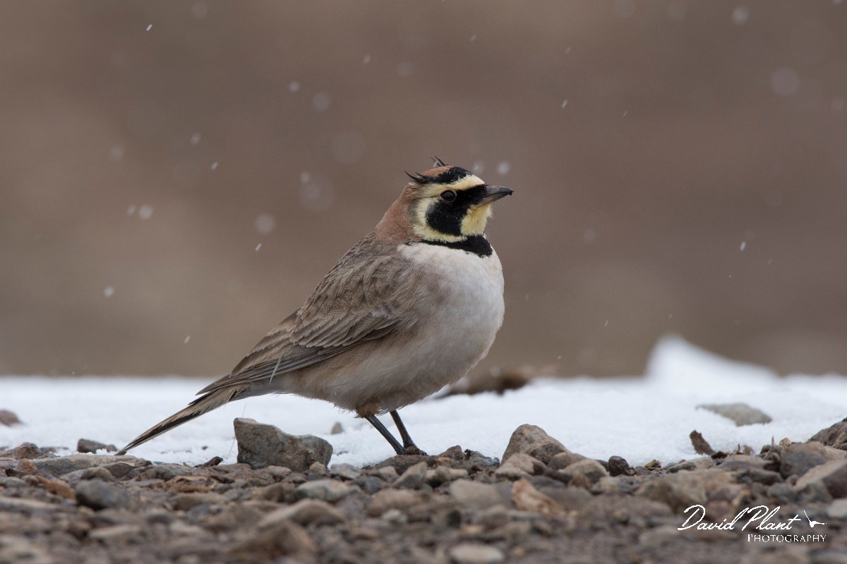 DPPhotography - Morocco - Horned lark - C.jpg - Horned lark - Oukaimeden ski area, Morocco