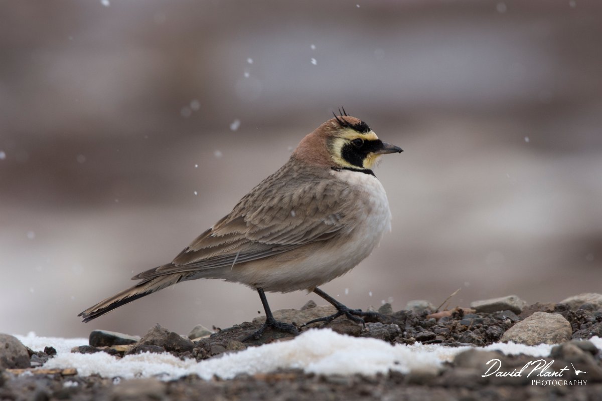 DPPhotography - Morocco - Horned lark - D.jpg - Horned lark - Oukaimeden ski area, Morocco