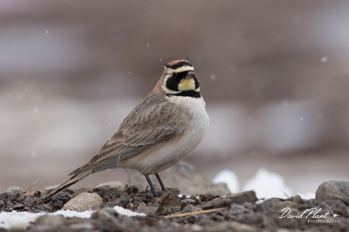 DPPhotography - Morocco - Horned lark - E.jpg - Horned lark - Oukaimeden ski area, Morocco