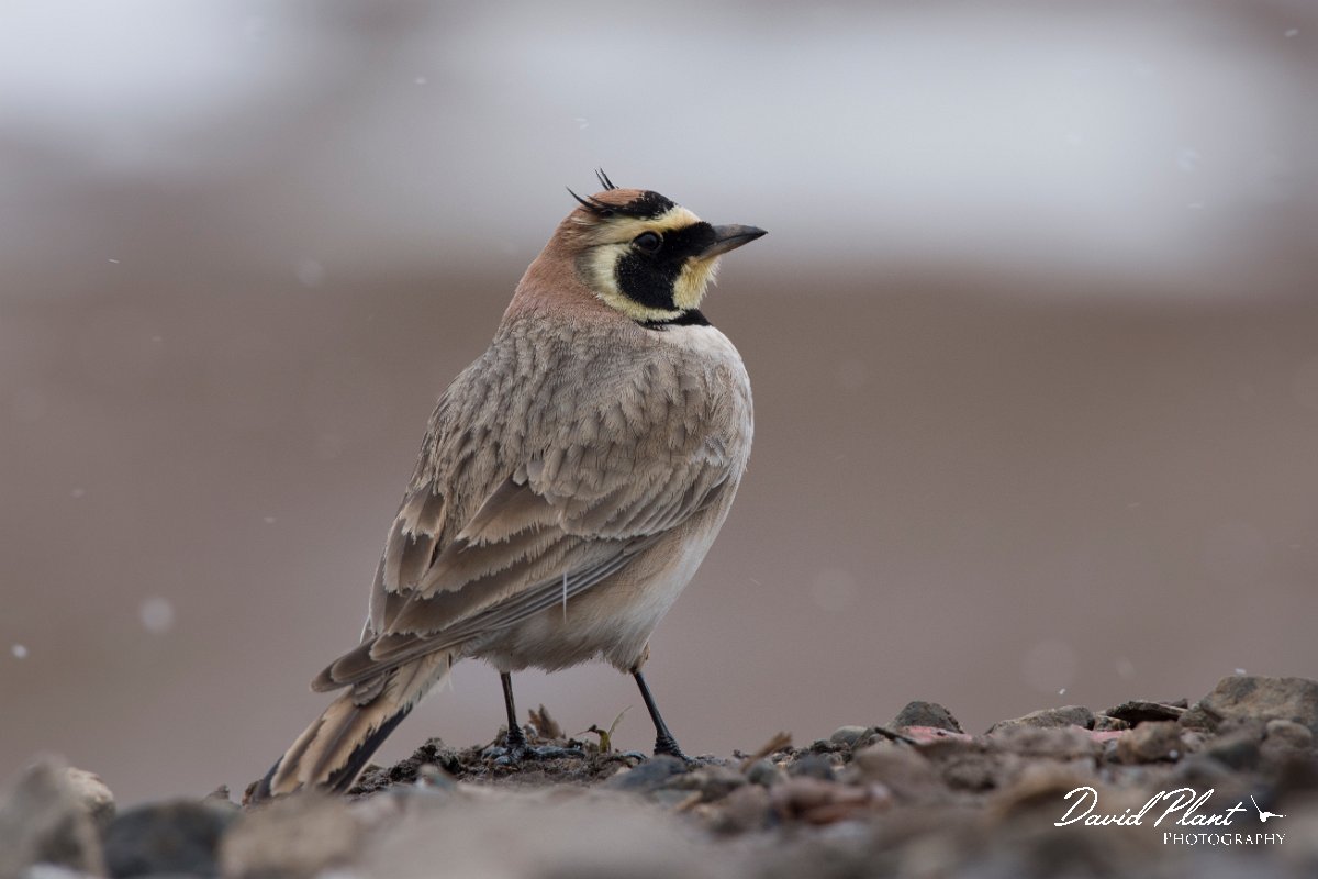 DPPhotography - Morocco - Horned lark - F.jpg - Horned lark - Oukaimeden ski area, Morocco