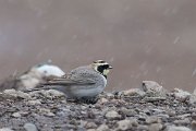 DPPhotography - Morocco - Horned lark - A