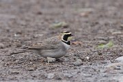 DPPhotography - Morocco - Horned lark - B