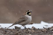 DPPhotography - Morocco - Horned lark - C