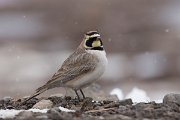 DPPhotography - Morocco - Horned lark - E