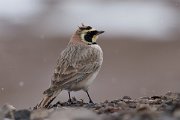 DPPhotography - Morocco - Horned lark - F