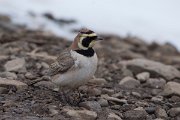 DPPhotography - Morocco - Horned lark - G