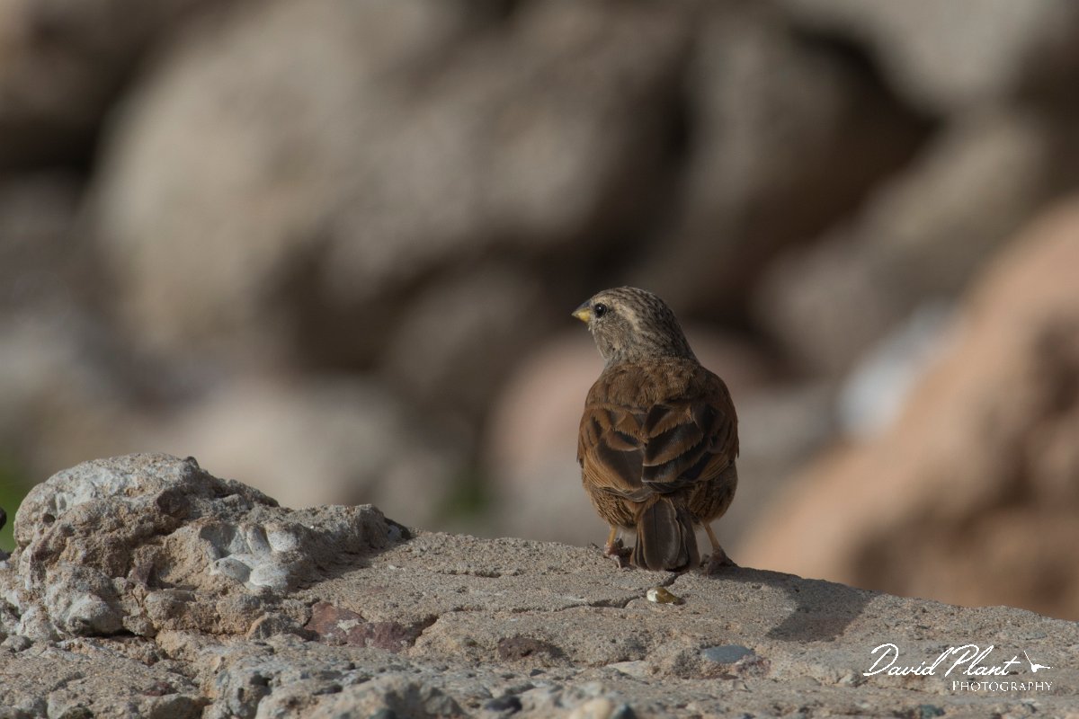 DPPhotography - Morocco - House bunting - A.jpg - House bunting - Cap Rhir, Morocco