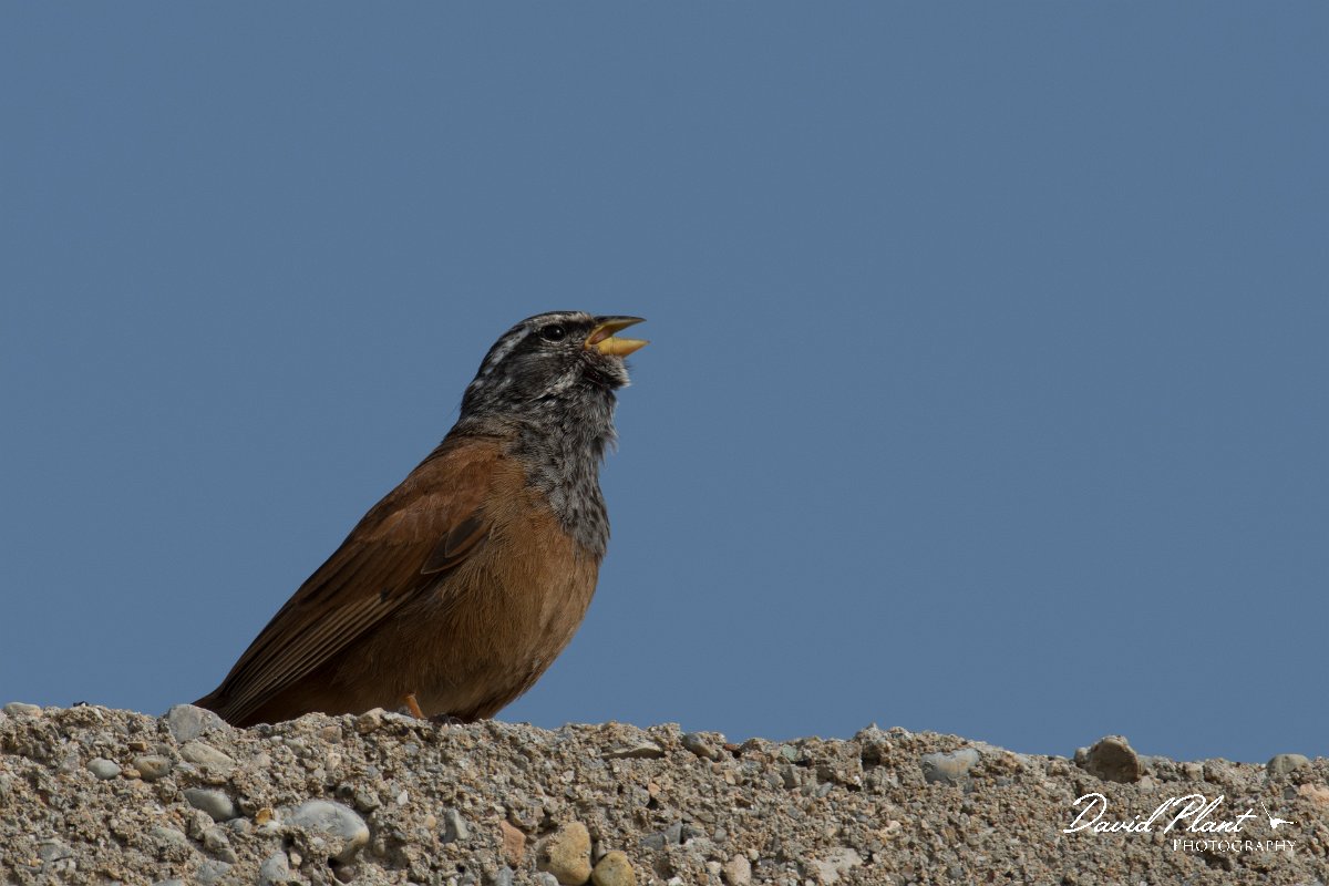 DPPhotography - Morocco - House bunting - B.jpg - House bunting - Cap Rhir, Morocco