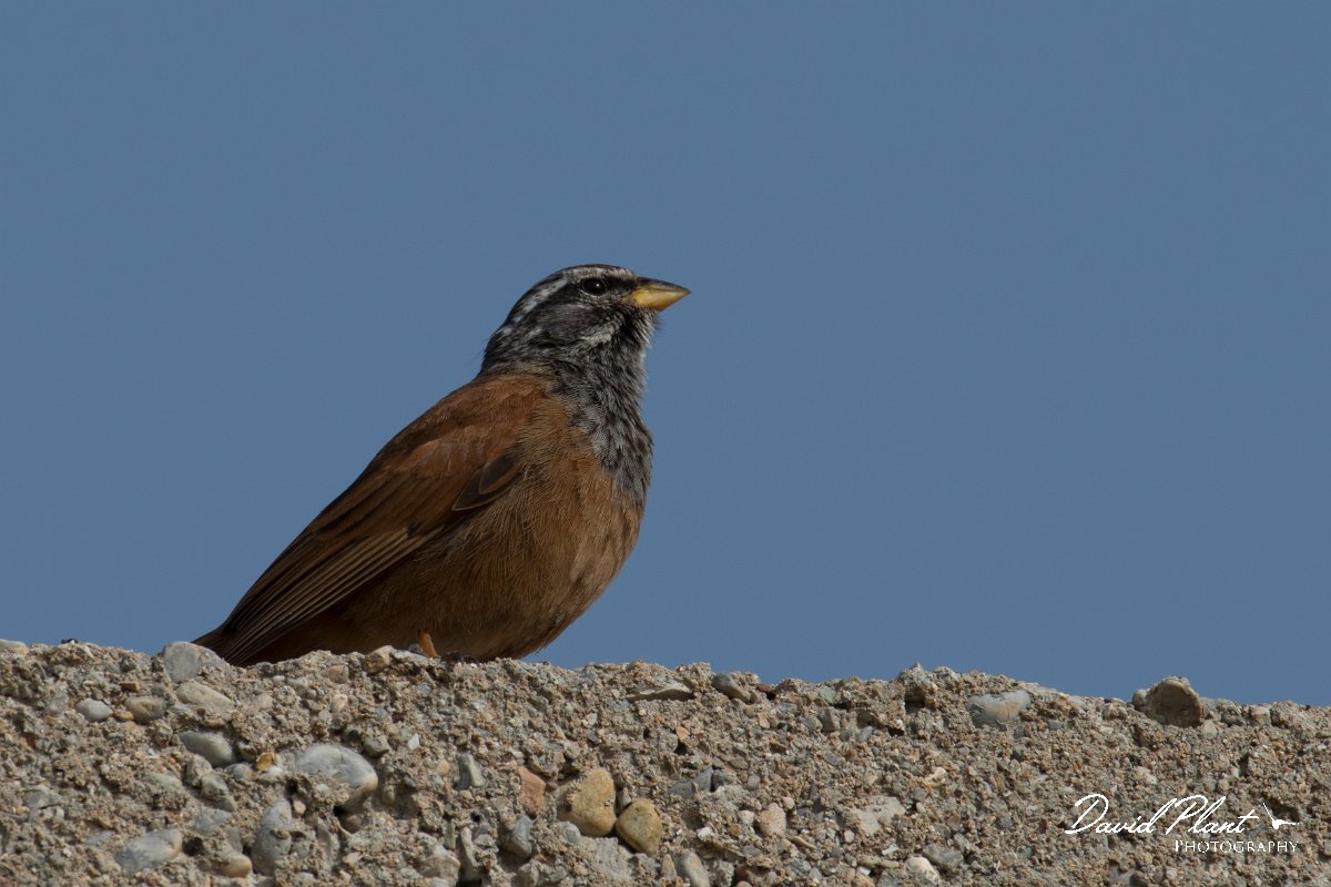 DPPhotography - Morocco - House bunting - C.jpg - House bunting - Cap Rhir, Morocco