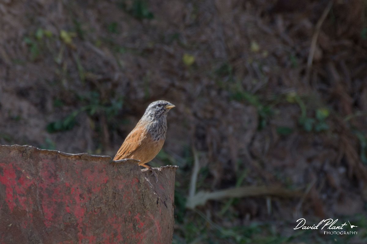 DPPhotography - Morocco - House bunting - E.jpg - House bunting - Sahara Desert, Morocco