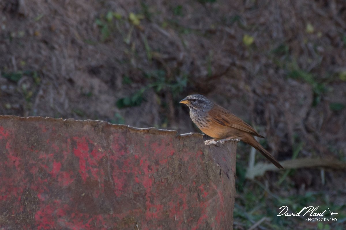 DPPhotography - Morocco - House bunting - F.jpg - House bunting - Sahara Desert, Morocco