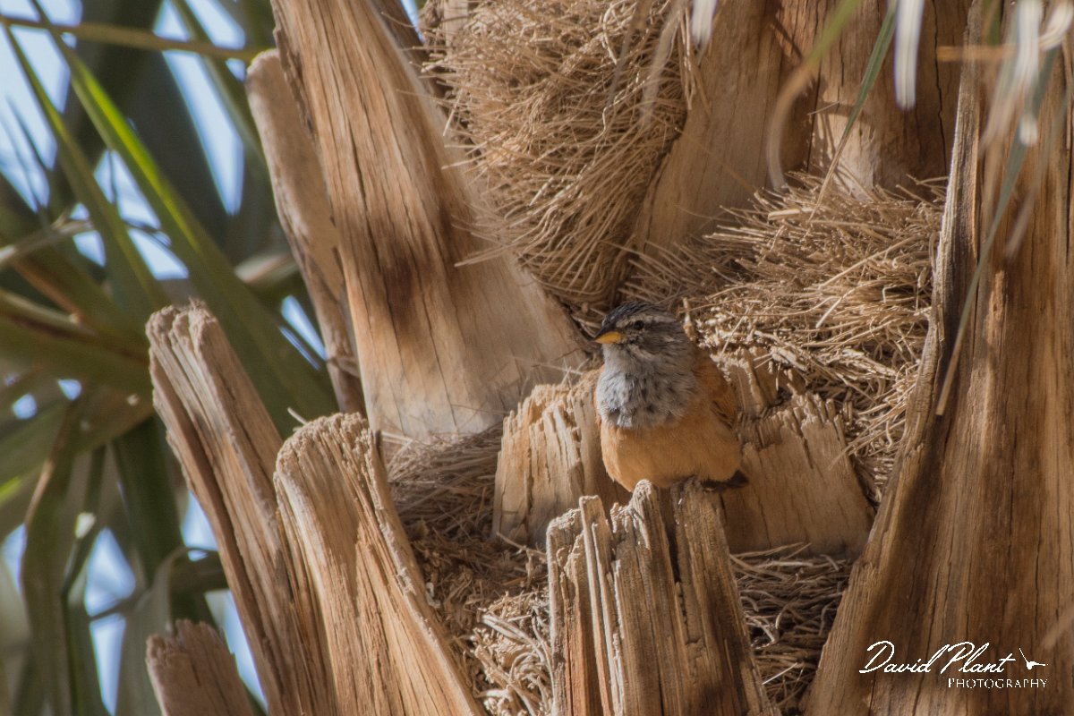DPPhotography - Morocco - House bunting - G.jpg - House bunting - Sahara Desert, Morocco