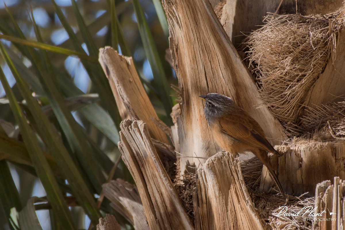 DPPhotography - Morocco - House bunting - H.jpg - House bunting - Sahara Desert, Morocco