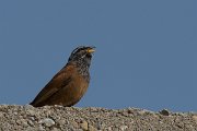 DPPhotography - Morocco - House bunting - B